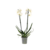 Orchidee - Phalaenopsis - Hoogte 50-60cm - ⌀12cm