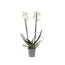 Orchidee - Phalaenopsis - Hoogte 50-60cm - ⌀12cm