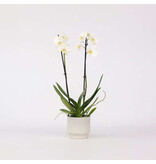 Orchidee - Phalaenopsis - Hoogte 50-60cm - ⌀12cm