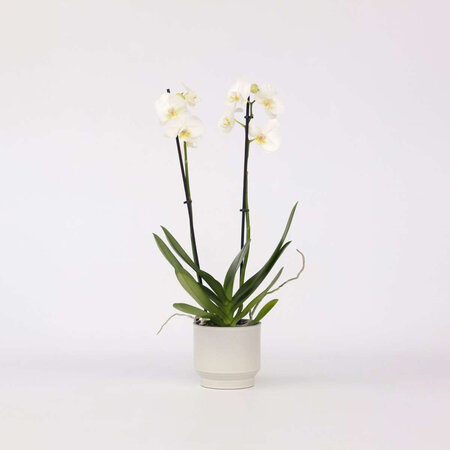 Orchidee - Phalaenopsis - Hoogte 50-60cm - ⌀12cm