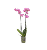 Orchidee - Phalaenopsis - Hoogte 50-60cm - ⌀12cm