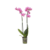 Orchidee - Phalaenopsis - Hoogte 50-60cm - ⌀12cm