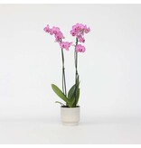 Orchidee - Phalaenopsis - Hoogte 50-60cm - ⌀12cm