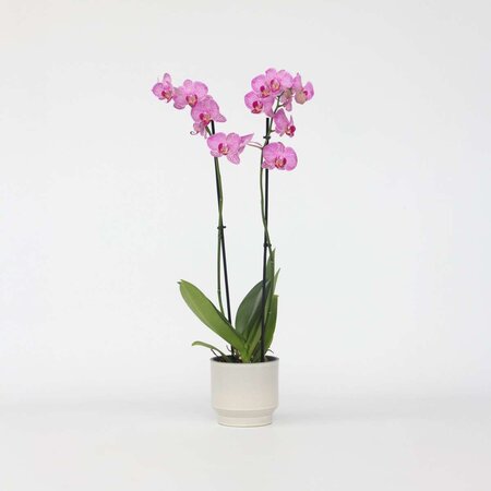 Orchidee - Phalaenopsis - Hoogte 50-60cm - ⌀12cm