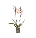 Orchidee - Phalaenopsis - Hoogte 50-60cm - ⌀12cm