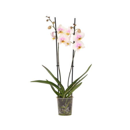 Orchidee - Phalaenopsis - Hoogte 50-60cm - ⌀12cm