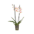 Orchidee - Phalaenopsis - Hoogte 50-60cm - ⌀12cm