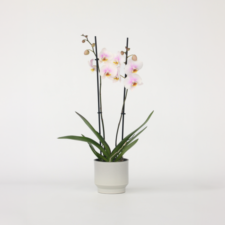 Orchidee - Phalaenopsis - Hoogte 50-60cm - ⌀12cm