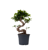 Chinese vijg - Set van 2 - Ficus microcarpa 'ginseng' - Hoogte 55-65cm - ⌀20cm