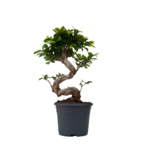 Chinese vijg - Set van 2 - Ficus microcarpa 'ginseng' - Hoogte 55-65cm - ⌀20cm