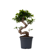 Chinese vijg - Set van 2 - Ficus microcarpa 'ginseng' - Hoogte 55-65cm - ⌀20cm
