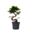 Chinese vijg - Set van 2 - Ficus microcarpa 'ginseng' - Hoogte 55-65cm - ⌀20cm