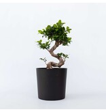 Chinese vijg - Set van 2 - Ficus microcarpa 'ginseng' - Hoogte 55-65cm - ⌀20cm