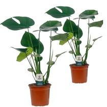 Gatenplant - Set van 2 - Monstera deliciosa - Hoogte 45-55cm - ⌀14cm