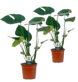 Gatenplant - Set van 2 - Monstera deliciosa - Hoogte 45-55cm - ⌀14cm