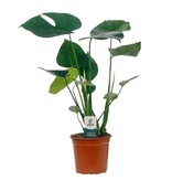 Gatenplant - Monstera deliciosa - Hoogte 45-55cm - ⌀14cm