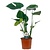 Gatenplant - Monstera deliciosa - Hoogte 45-55cm - ⌀14cm