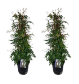 Jasmijn - Set van 2 - Jasminum polyanthum - Hoogte 60-70cm - ⌀17cm