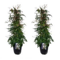 Jasmijn - Set van 2 - Jasminum polyanthum - Hoogte 60-70cm - ⌀17cm