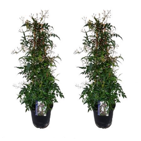 Jasmijn - Set van 2 - Jasminum polyanthum - Hoogte 60-70cm - ⌀17cm