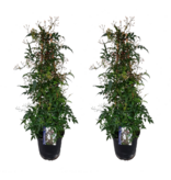 Jasmijn - Set van 2 - Jasminum polyanthum - Hoogte 60-70cm - ⌀17cm