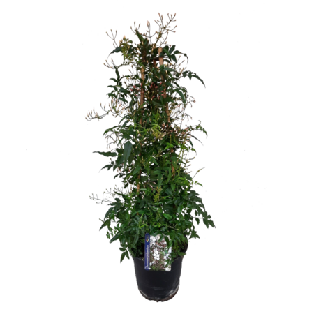 Jasmijn - Jasminum polyanthum - Hoogte 60-70cm - ⌀17cm