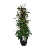 Jasmijn - Jasminum polyanthum - Hoogte 60-70cm - ⌀17cm