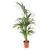 Kentiapalm - Howea forsteriana - Hoogte 130-140cm - ⌀21cm