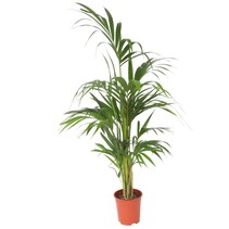 Kentiapalm - Howea forsteriana - Hoogte 130-140cm - ⌀21cm