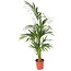 Kentiapalm - Howea forsteriana - Hoogte 130-140cm - ⌀21cm