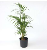 Kentiapalm - Howea forsteriana - Hoogte 130-140cm - ⌀21cm