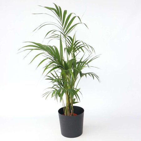 Kentiapalm - Howea forsteriana - Hoogte 130-140cm - ⌀21cm