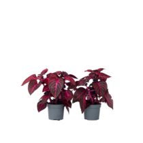 Biefstukplant - Set van 2 - Iresine herbstii - Hoogte 20-30cm - ⌀13cm