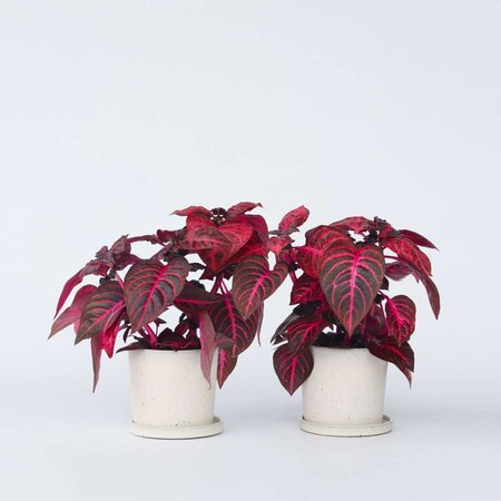 Biefstukplant - Set van 2 - Iresine herbstii - Hoogte 20-30cm - ⌀13cm