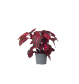 Biefstukplant - Iresine herbstii - Hoogte 20-30cm - ⌀13cm