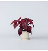 Biefstukplant - Iresine herbstii - Hoogte 20-30cm - ⌀13cm