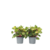 Biefstukplant - Set van 2 - Iresine herbstii - Hoogte 20-30cm - ⌀13cm