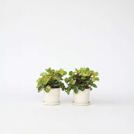 Biefstukplant - Set van 2 - Iresine herbstii - Hoogte 20-30cm - ⌀13cm