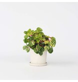 Biefstukplant - Iresine herbstii - Hoogte 20-30cm - ⌀13cm