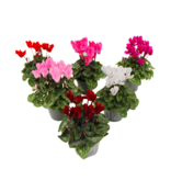 Perzisch cyclaam - Set van 6 - Cyclamen persicum - Hoogte 10-20cm - ⌀9cm