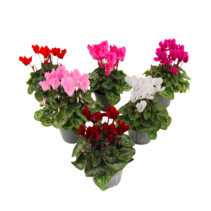 Perzisch cyclaam - Set van 6 - Cyclamen persicum - Hoogte 10-20cm - ⌀9cm