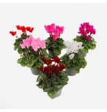 Perzisch cyclaam - Set van 6 - Cyclamen persicum - Hoogte 10-20cm - ⌀9cm