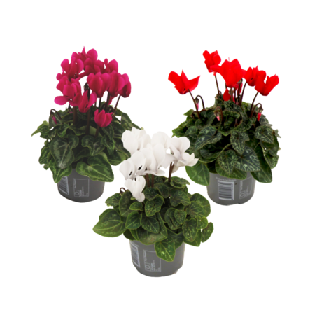 Perzisch cyclaam - Set van 3 - Cyclamen persicum - Hoogte 10-20cm - ⌀9cm
