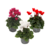 Perzisch cyclaam - Set van 3 - Cyclamen persicum - Hoogte 10-20cm - ⌀9cm