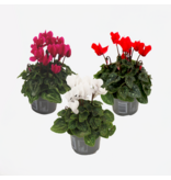 Perzisch cyclaam - Set van 3 - Cyclamen persicum - Hoogte 10-20cm - ⌀9cm
