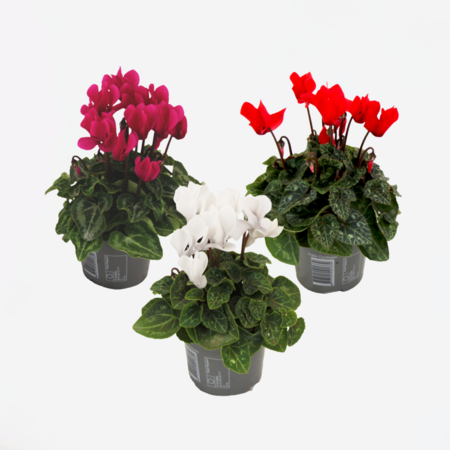 Perzisch cyclaam - Set van 3 - Cyclamen persicum - Hoogte 10-20cm - ⌀9cm