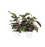 Pauwenplant - Set van 2 - Calathea 'White Fusion' - Hoogte 30-40cm - ⌀14cm