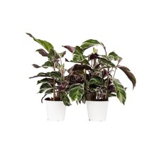 Pauwenplant - Set van 2 - Calathea 'White Fusion' - Hoogte 30-40cm - ⌀14cm