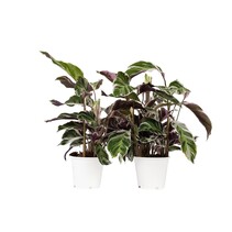 Pauwenplant - Set van 2 - Calathea 'White Fusion' - Hoogte 30-40cm - ⌀14cm
