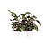 Pauwenplant - Set van 2 - Calathea 'White Fusion' - Hoogte 30-40cm - ⌀14cm